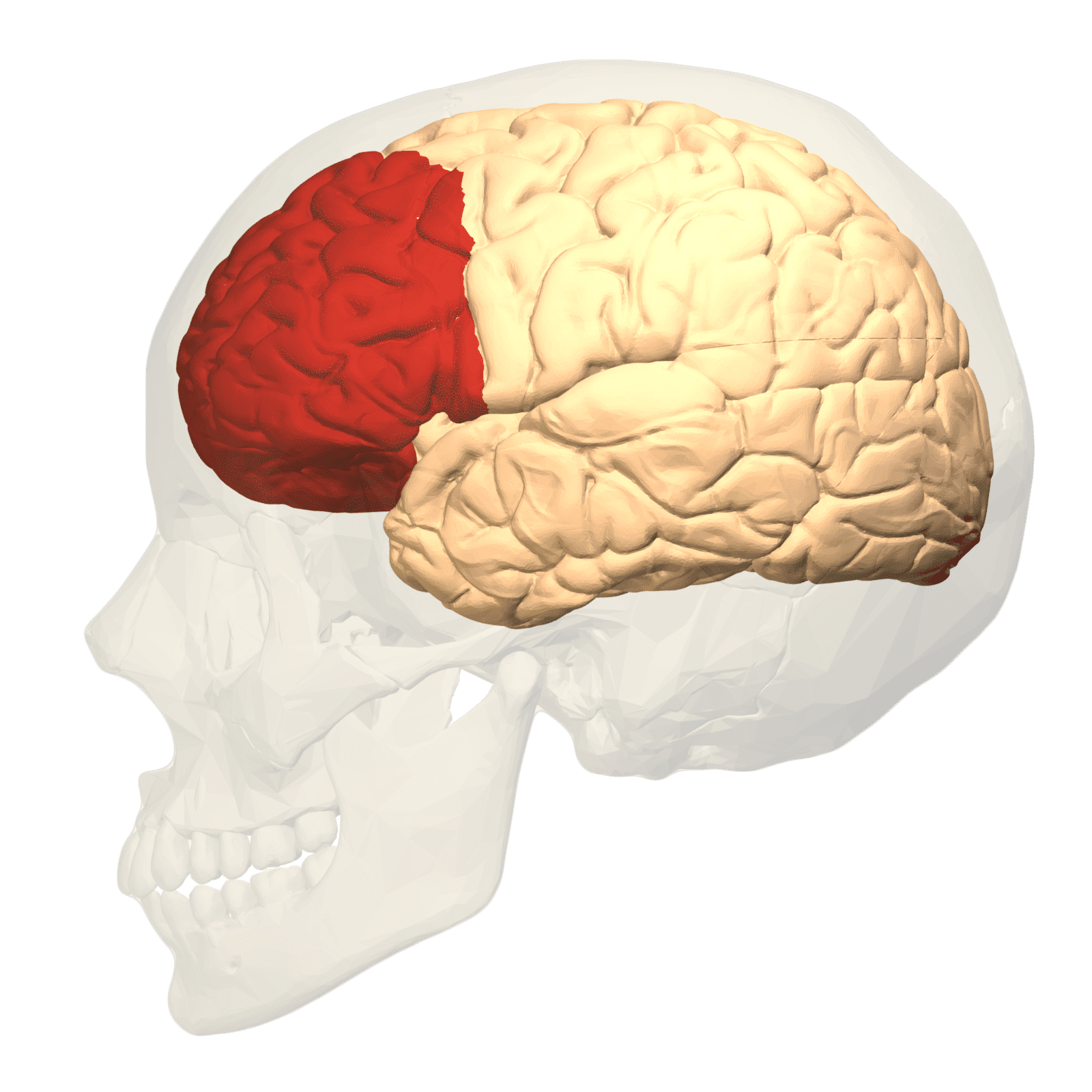 Corteza Prefrontal