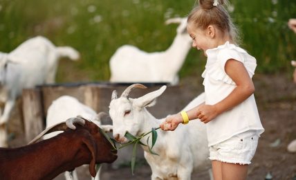 Las mejores granjas escuelas para aprender y divertirse en España