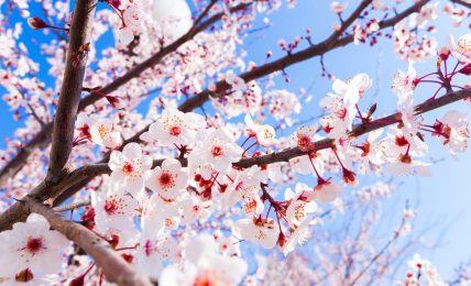 lugares almendros y cerezos en flor